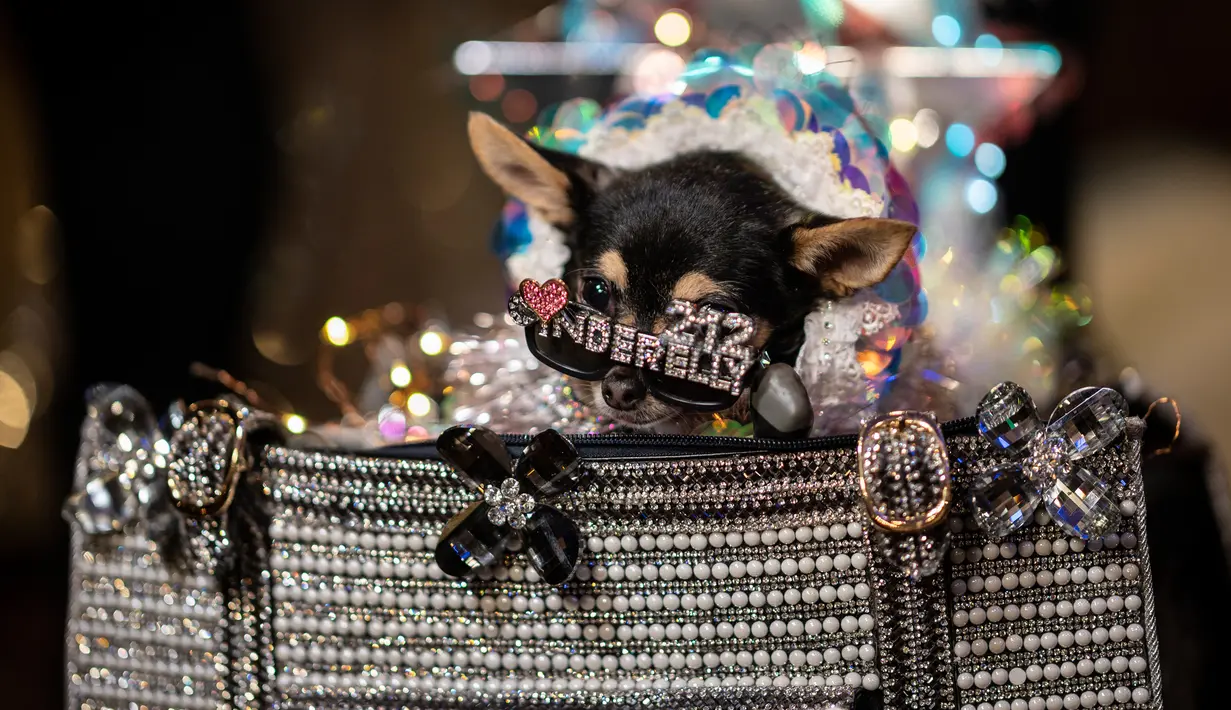 Seekor anjing mengenakan kacamata dan kostum menunggu di belakang panggung untuk New York Pet Fashion Show ke-17 di New York City, Kamis (6/2/2020). Acara ini menampilkan pertunjukan anjing yang berjalan di catwalk dengan kostum yang unik. (Photo by Johannes EISELE / AFP)