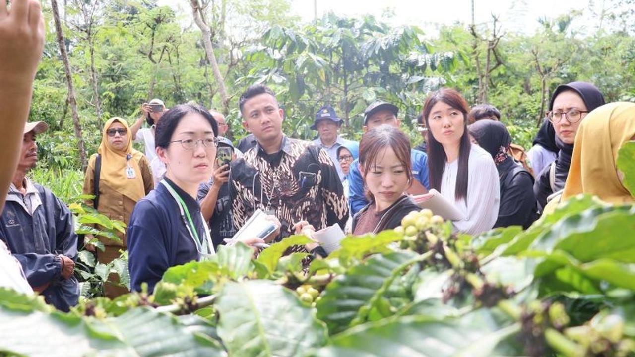 Tahukah Anda? Karantina Lampung Jamin Mutu Kopi Ekspor Lampung, Capai Rp266 Miliar ke Jepang!