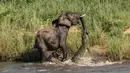 Seekor gajah terlihat melawan serangan buaya yang menggigit belalainya ketika minum di sebuah sungai di Afrika Selatan, Kamis (5/2/2015). (Dailymail)
