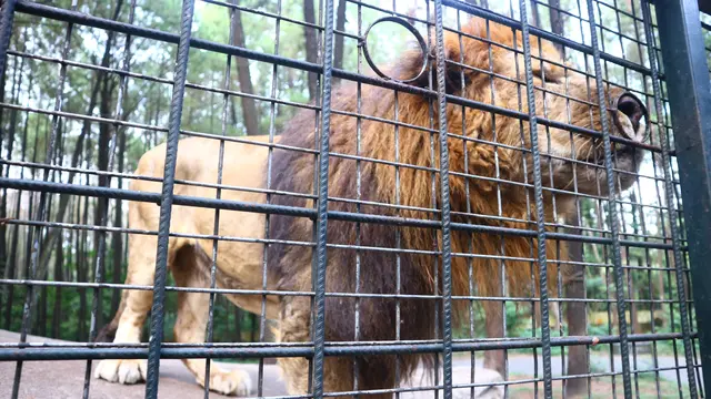 singa Taman Safari Prigen