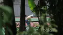 Seorang petenis tengah berlatih ringan sebelum bertanding pada ajang Combiphar Tennis Open 2017 di Hotel Sultan, Jakarta. Senin (13/2/2017). (Bola.com/Nicklas Hanoatubun)