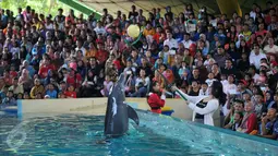 Atraksi Dolphin Christmas Show di Ocean  Dream Samudera Ancol, Jakarta, Jumat (25/15/2015). Pertunjukan tersebut diadakan dalam rangka menyambut libur Natal. (Liputan6.com/Gempur M Surya)