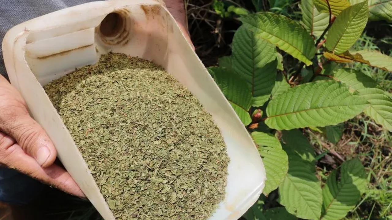 Meski begitu, diakuinya dari data transaksi perdagangan terdapat ekspor atas kratom.