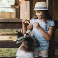 woman feeding sheep/copyright freepik
