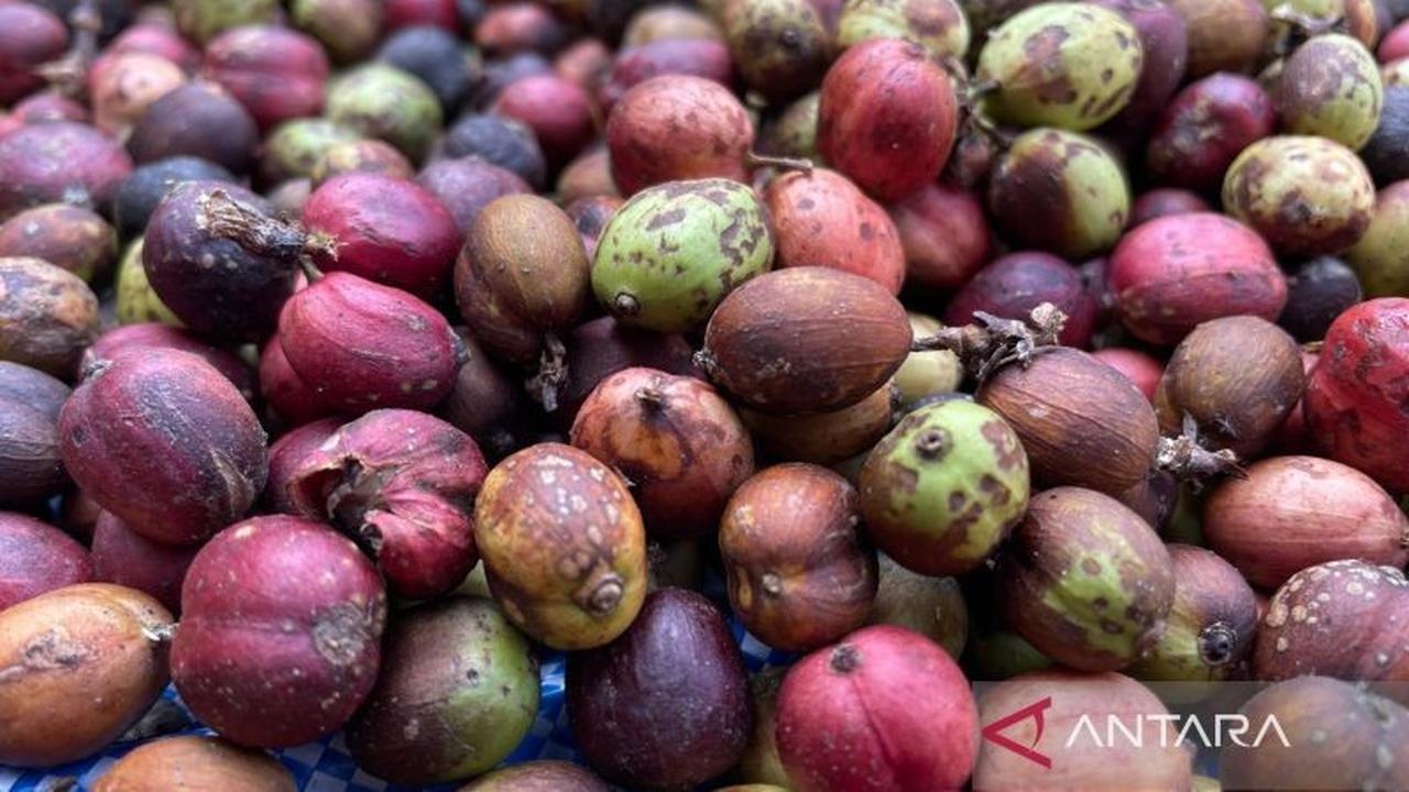 Pemkab Kuningan Perkuat Kualitas Kopi untuk Dorong Kopi Kuningan Ekspor Global