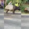 Tragis, Tapir Dibantai Warga lalu Divideokan