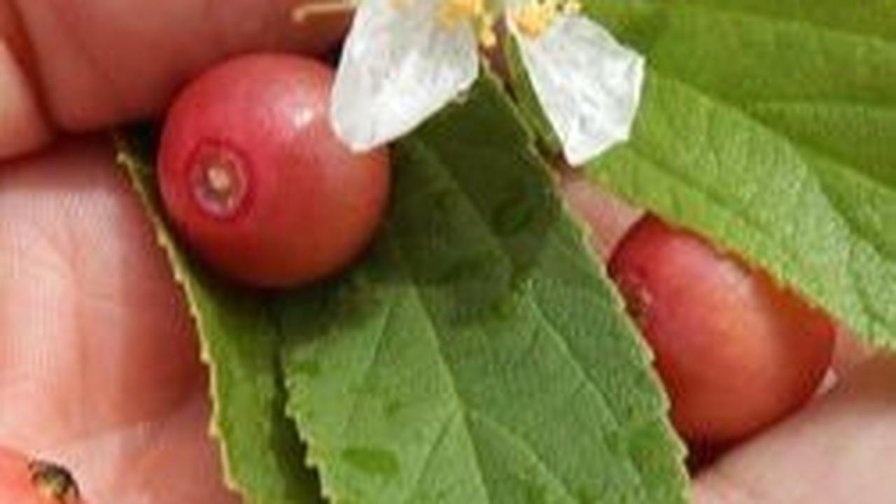 <b>Buah Kersen Obat Alami Asam Urat</b>