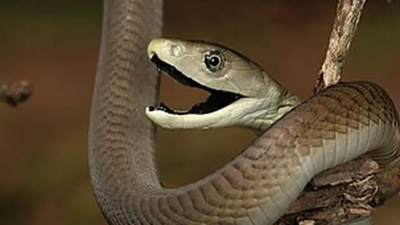 ular berbisa