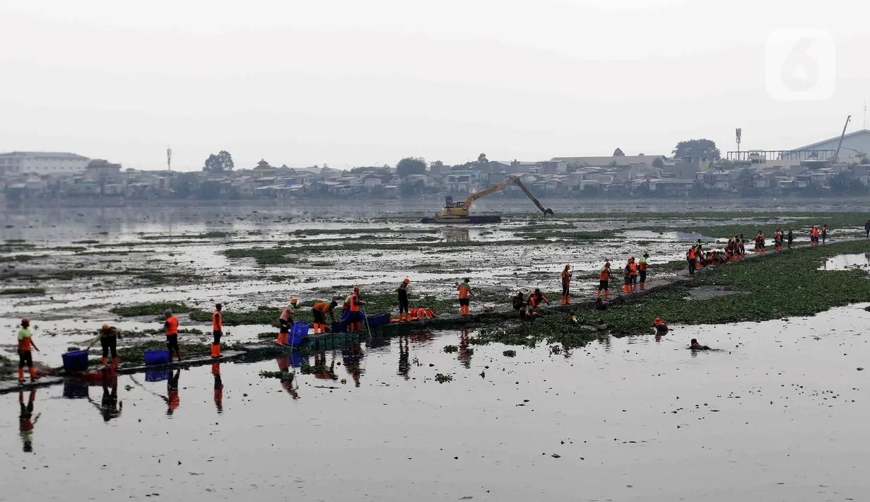 Petugas UPS Badan Air DLH DKI Jakarta dikerahkan untuk membersihkan eceng gondok yang memenuhi Waduk Pluit. (Liputan6.com/Herman Zakharia)
