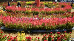 Keramaian pengunjung saat mengunjungi taman bunga celosia di Banda Aceh, Sabtu (13/7/2019). Keindahan taman bunga celosia memikat siapa pun yang melihatnya. (CHAIDEER MAHYUDDIN/AFP)