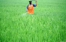 Bukan Sekadar Beras! Mengintip Potensi Besar Industri Padi Bernilai Tambah untuk Kesejahteraan Petani