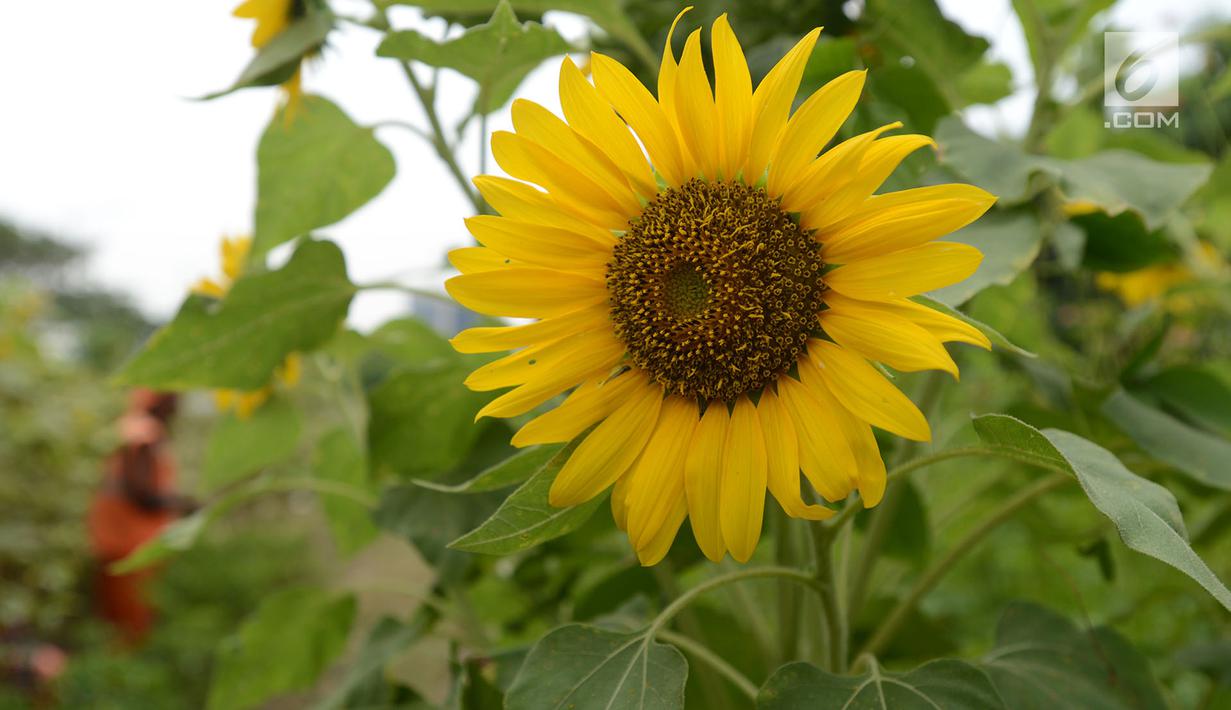 FOTO Indahnya Bunga  Matahari  yang Hiasi Sepanjang Jalan 