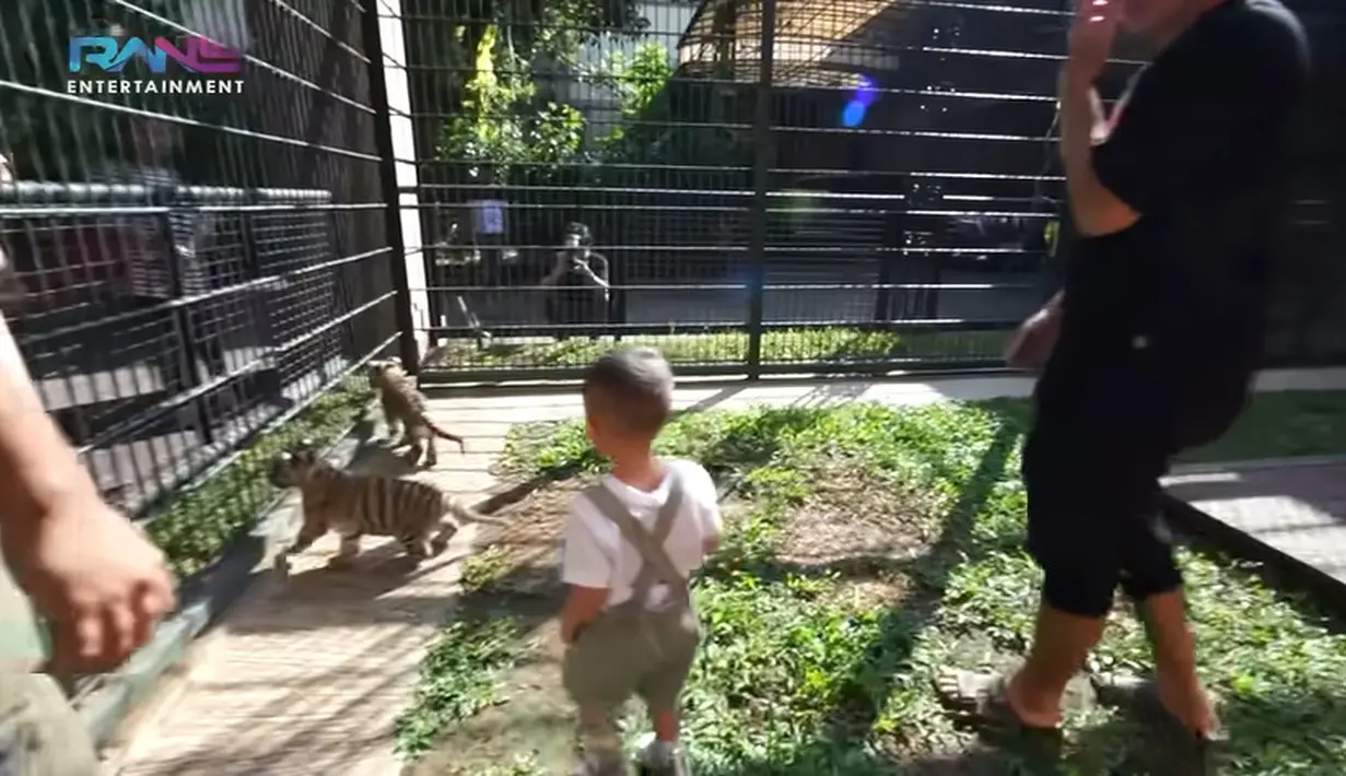 Sempat masuk ke rumah, Cipung akhirnya bersama Alshad si pemilik hewan buas tersebut. Adik Rafathar itu tampak tidak takut dan mendekat ke anak harimau, yang bernama Cinora dan Teona. [Youtube/Rans Entertainment]
