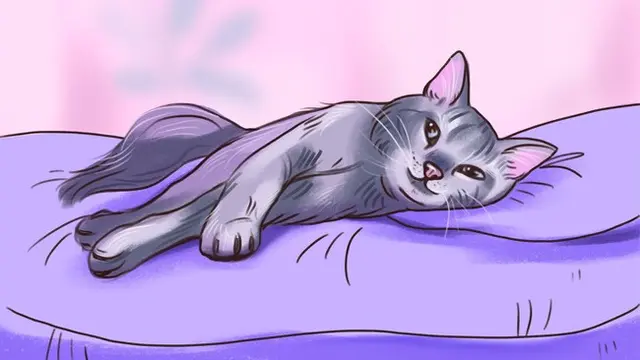 Coba Perhatikan, 6 Posisi Tidur yang Ungkap Suasana Hati Kucing
