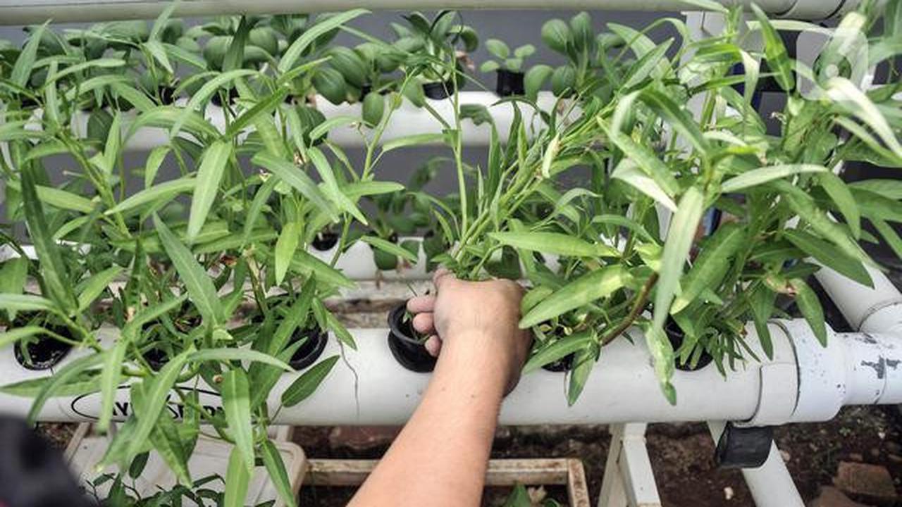 Berapa Pot Ideal untuk Panen Sayur Keluarga di Rumah Lahan Sempit? Ini Idealnya