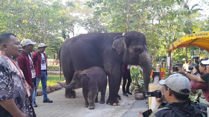 Anak gajah KBS Rocky Balboa mulai diperkenalkan ke pengunjung. (Istimewa)