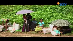 Sedikitnya 87 ribu warga Rohingya mengungsi ke Bangladesh.  Banyak dari pengungsi yang datang dalam kondisi luka-luka. 