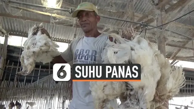 Ratusan ayam milik peternak di Jombang, Jawa Timur mati mendadak, Kamis (31/10/2019 ) siang. Diduga ayam tak kuat bertahan dengan suhu panas ekstrem.