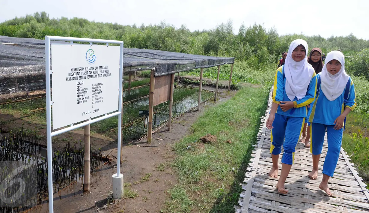 Pelajar berwisata di kawasan hutan mangrove Karangsong, Indramayu, Jawa Barat, Jumat (15/1). Kawasan tersebut merupakan Mangrove Center di Jawa Barat yang memiliki lebih dari 15.000 pohon bakau yang ditanam sejak 2010. (Liputan6.com/Helmi Afandi)