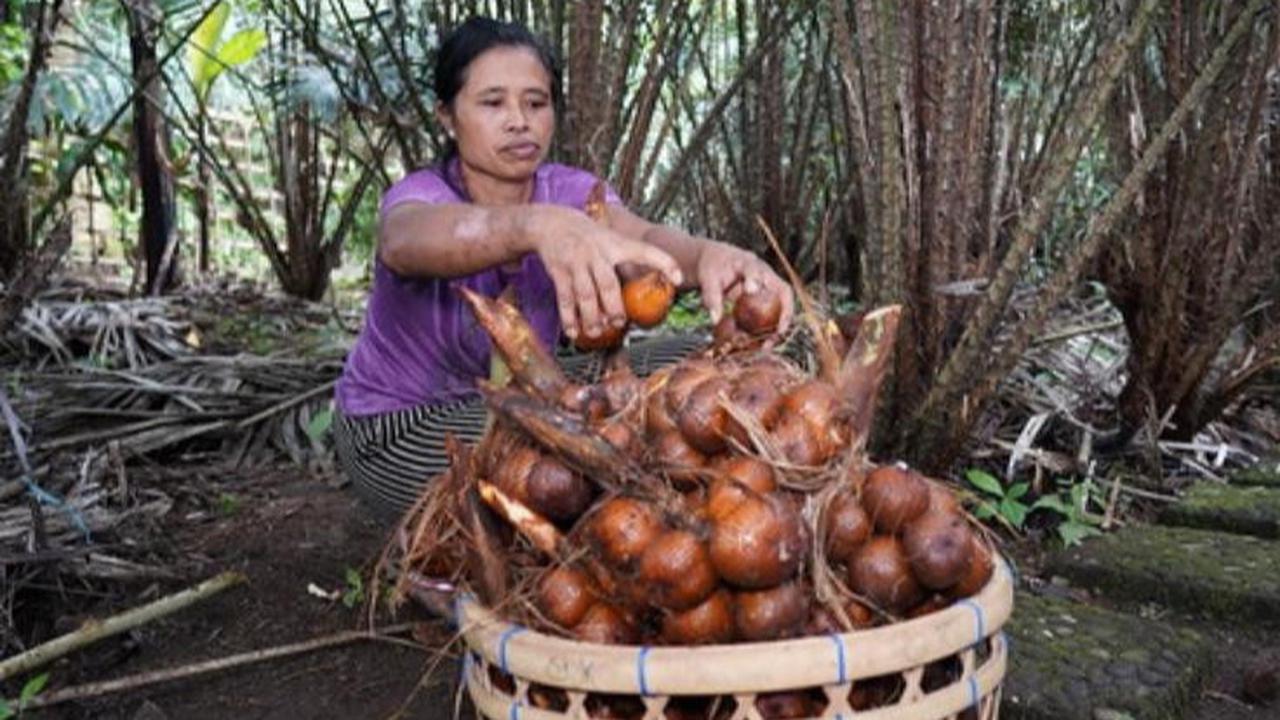 Mengunjungi Bangkalan Kota Salak Terkemuka di Jawa Timur, Ada Salak Apel hingga Salak Kerbau
