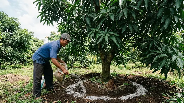 Cara Merangsang Pohon Mangga yang Minim Buah (Foto: Gemini AI)