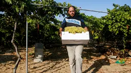 Petani membawa buah anggur saat memanennya di sebuah pertanian di Kota Gaza, Palestina, Selasa (6/8/2019). Musim anggur di Gaza berlangsung selama Juli hingga September. (Mohammed ABED/AFP)
