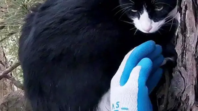 Mulia, Pria Ini Mendedikasikan Hidupnya Untuk Menyelamatkan Kucing