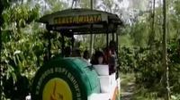 Dengan kereta ini pengunjung akan diajak keliling kebun kopi selama 30 menit