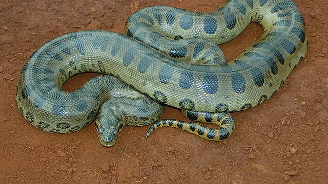 Green Anaconda (Eunectes murinus)