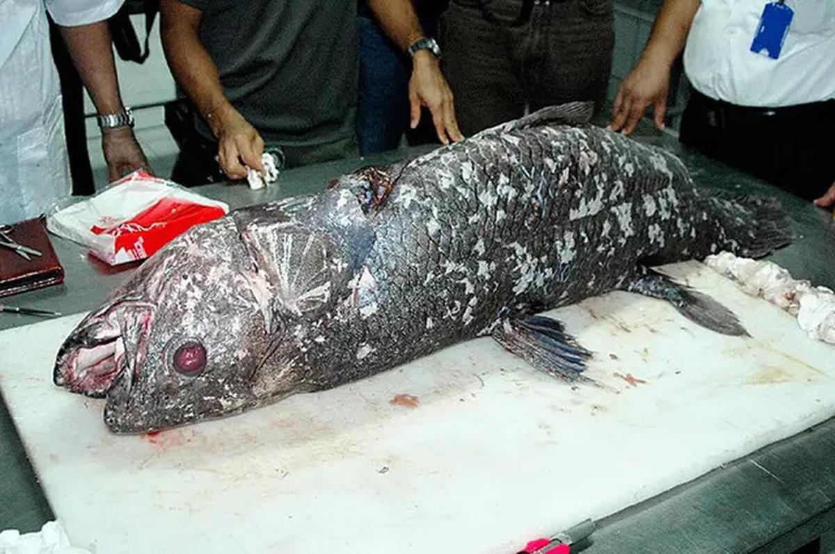 Mengenal Coelacanth, Ikan Purba Langka yang Masih Hidup di Perairan Indonesia