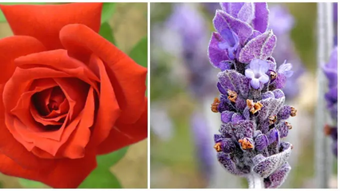 Foto : berbagai sumber