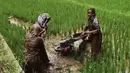 Tiga siswi sekolah ini sukses mandi lumpur usai nyusruk ke sawah. (Source: TikTok/@hendrawanajiwinan)