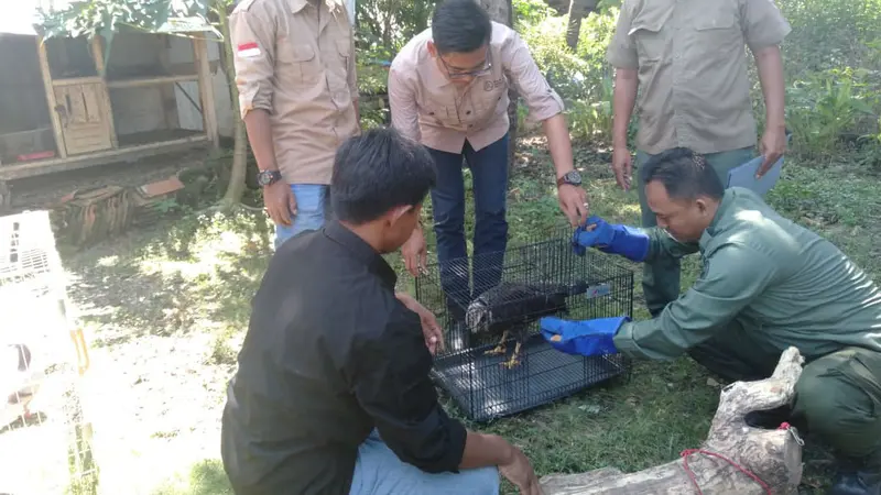 Kondisi Elang Bido Temuan Warga Majalengka Dalam Kondisi Lemas di Hutan