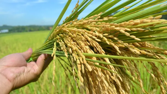 Cara Menanam Padi yang Baik dan Menguntungkan