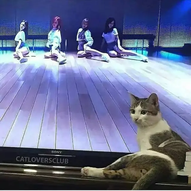 8 Potret Kocak Kucing di Depan TV, Ada yang Tirukan Pose Kartun