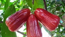Makan satu buah jambu air sehari bisa menjauhkan kamu dari dokter. (Foto: blogspot.com)