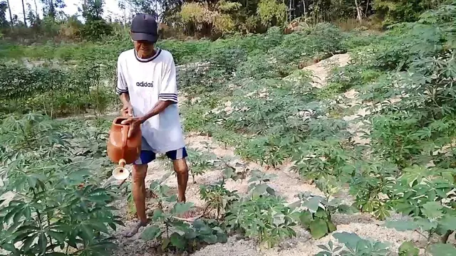 Calon jamaah haji tertua di Banyumas, Ahmadi (91) beraktifitas di sebidang kebun yang ditanaminya. (Foto: Liputan6.com/Muhamad Ridlo)