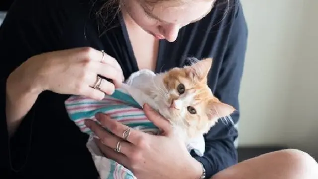 Dikira Melahirkan Bayi, Pasangan Ini Malah Lahirkan Kucing