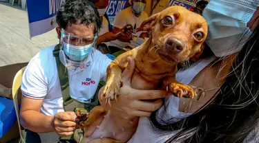 Seekor anjing peliharaan menerima vaksin rabies gratis di Manila, Filipina, pada 28 September 2020. Hari Rabies Sedunia diperingati tiap 28 September untuk menyebarkan kesadaran akan pencegahan rabies pada hewan peliharaan. (Xinhua/Rouelle Umali)