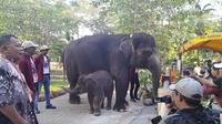 Anak gajah KBS Rocky Balboa mulai diperkenalkan ke pengunjung. (Istimewa)