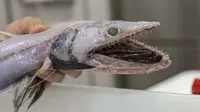 Seperti Monster, Begini Kengerian Makhluk Penghuni Laut Dalam