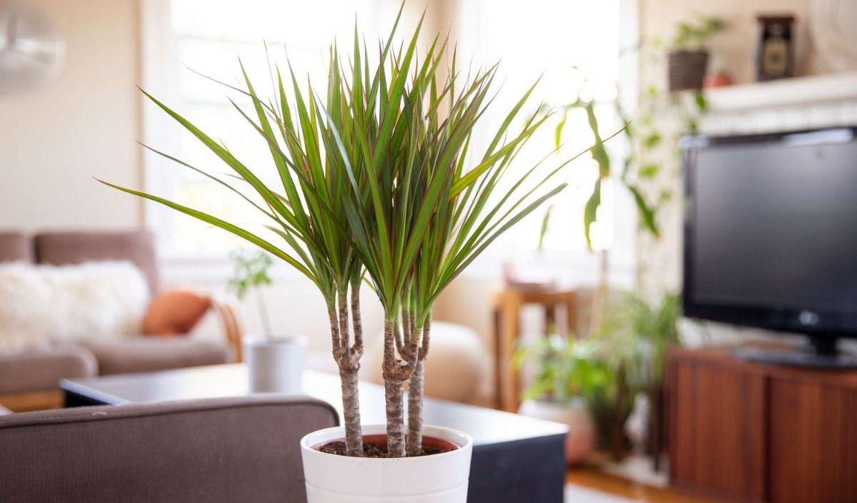 Dragon Tree
