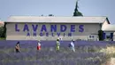 Wisatawan berjalan melintasi ladang lavender di Valensole, sebelah tenggara Prancis pada 29 Juni 2019. Di wilayah ini terdapat hamparan luas ladang lavender, menyatu cantik dengan lanskap bukit dan pegunungan di belakangnya. (Photo by GERARD JULIEN / AFP)