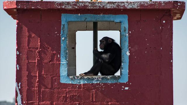 Melihat Tempat Rehabilitasi Simpanse di Brasil