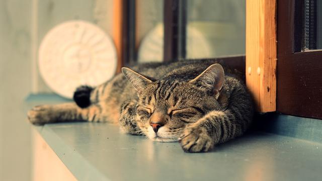 Ilustrasi kucing tidur.