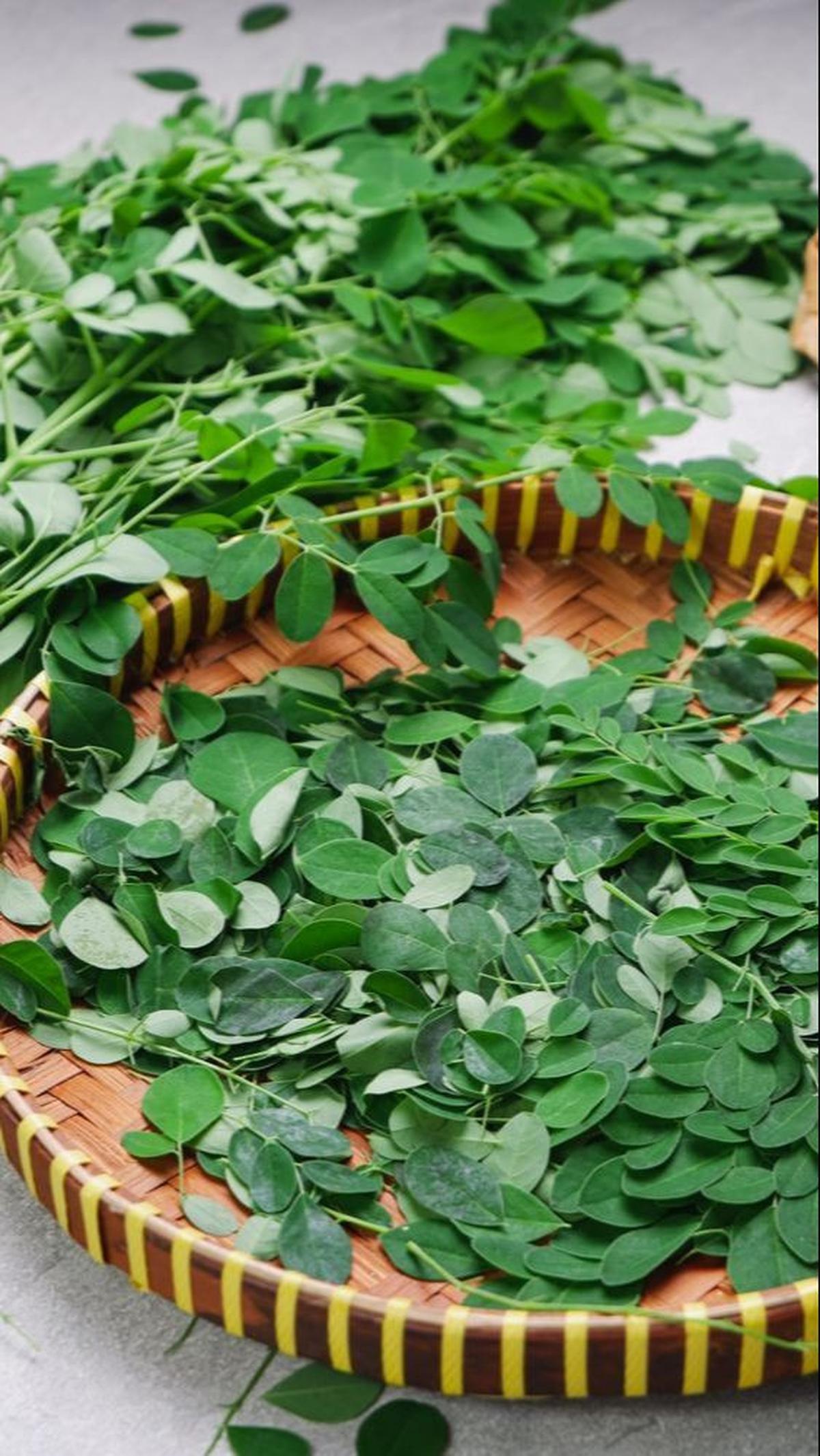 Daun kelor jika diolah dengan benar akan sangat bermanfaat untuk tubuh. Apalagi daun sejuta manfaat ini banyak ditemui di sekitar rumah. Jadi jangan sampai terlewat untuk merasakan khasiat daun kelor.