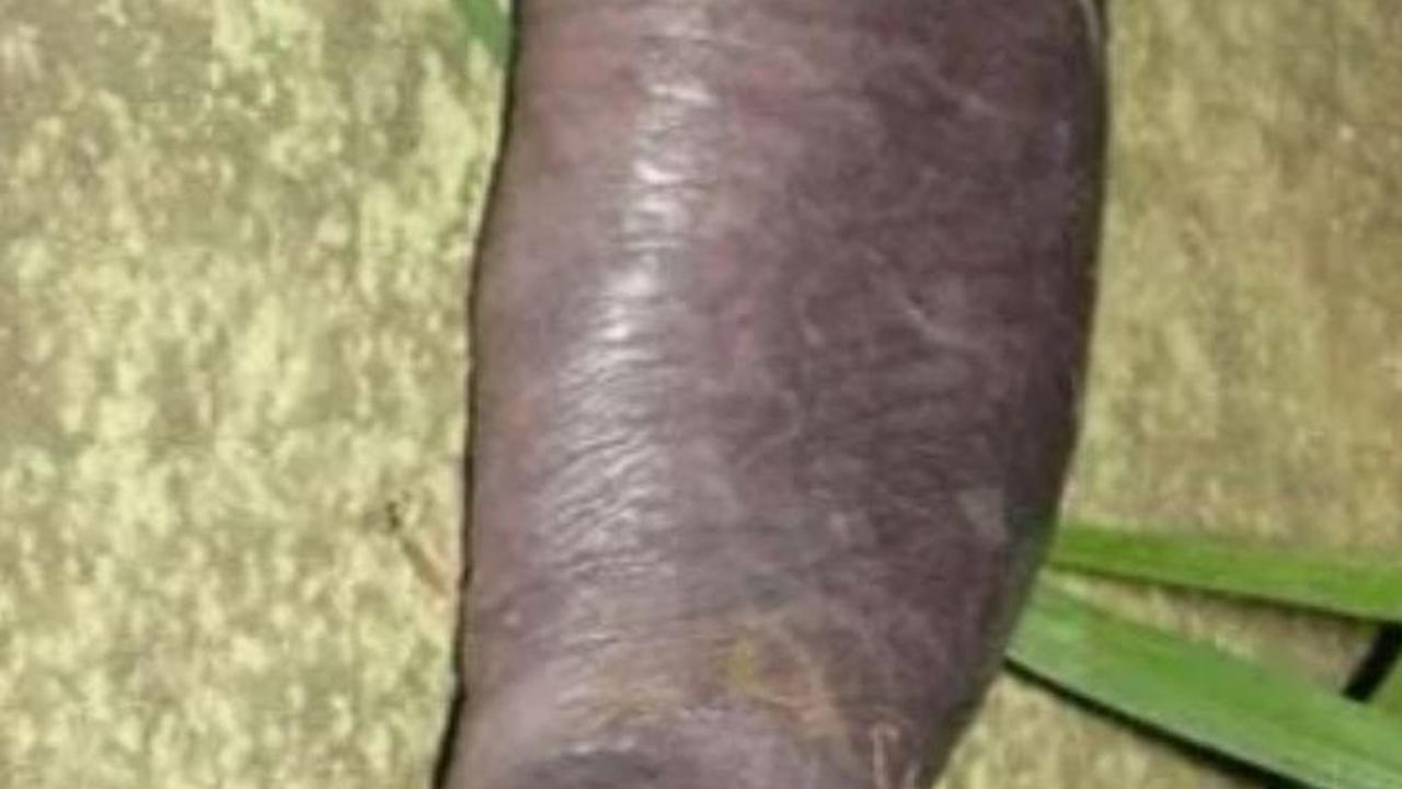 Penis Snake