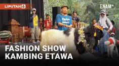 Sejumlah kambing unjuk gigi dalam Fashion Show di Kulon Progo. Fashion show yang digelar oleh Desa Wisata Purwosari bekerjasama dengan Dinas Pariwisata Kabupaten Kulon Progo itu bertajuk Ramban Festival.
