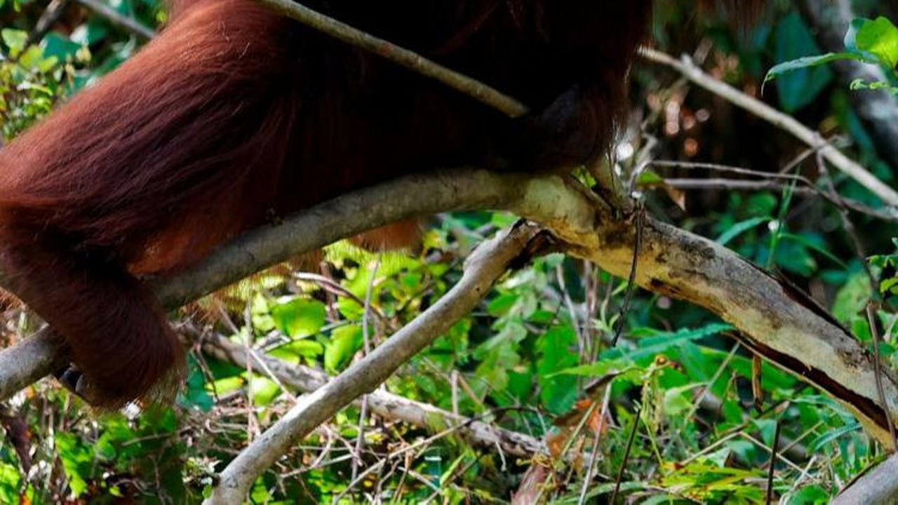 Siku dan Bahu Manusia Hasil Evolusi dari Primata yang Hidup di Pohon, Berfungsi sebagai 'Rem