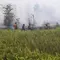 Asap Kebakaran Hutan Ancam Pasien Asma, Jangan Abaikan Gejala Ini